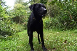 に ブリンクリー