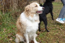 の　コプチェフ　１０・３１→１１・２１