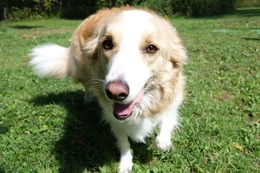 の　コプチェフ　９・１７→１０・５