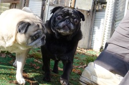 ま　ごまのすけ