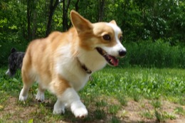 な　コムギ　６・１１→６・２５