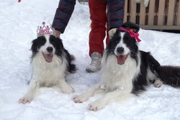 コロ ロキ 一緒に誕生日