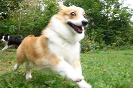 な　コムギ