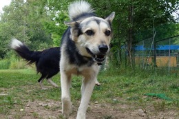 ふ　平蔵　8.3→9.4