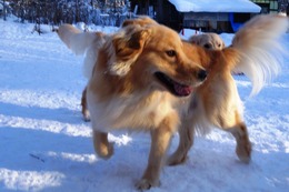 お　太郎　1.18→9.5