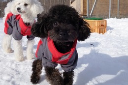 や　シス　新８カ月