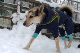ふ　平蔵