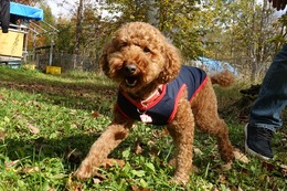 あ　プリン　新４歳