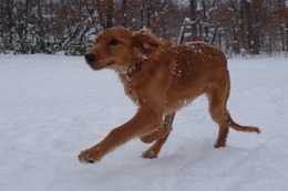な ニーナ1.12→1.18