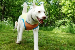 た ギンガ 6・2→6・3