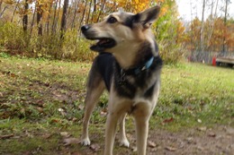 ふ 平蔵 10・22→11・22