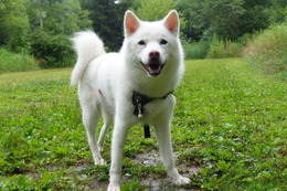 に つらら