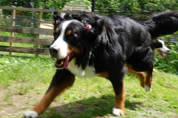 ふ　ハナ　6.21→7.4