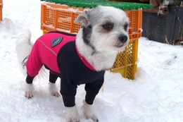 み　はんぺん