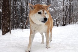 ほ　あずき