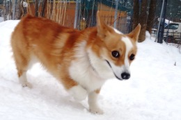 な　コムギ