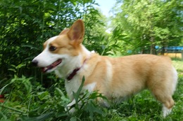 ふ　小夏　6.21→7.4