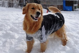 ひ シェリ