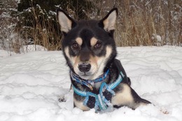 あ　琥太郎　１・２２→１・３１