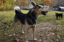 ふ　平蔵　１０・２２→１１・２８