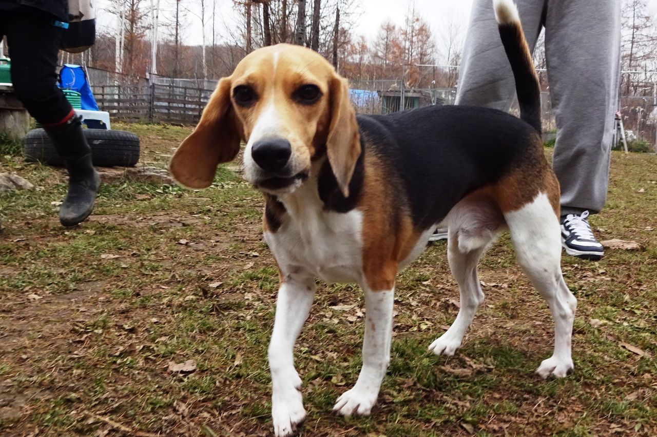ダブルコーギーとビーグル 11 6 犬と森林浴 大雪山麓のドッグラン日記