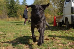 し ダイズ 10・14→11・19