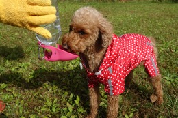 や　プリン　10.14