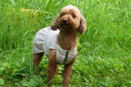 や プリン 7.1→7.8