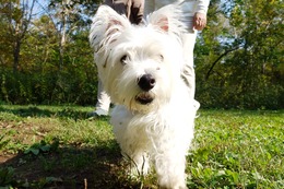 う　トム　新１歳