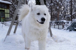 む　さぶろう