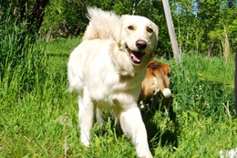 い　ゼリー　新１歳