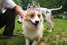 な コムギ 6歳誕生記念