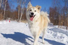 き　ハク　新３歳の２