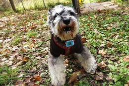 た　ロイシー　新1歳