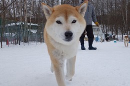 ほ　あずき