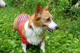 す　麦