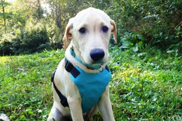 い　ルドルフ　新4か月