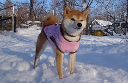 く ここ