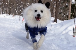 ひ　雪丸