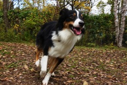 や　アントワン