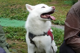 に つらら 7・13→7・26