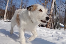 わ チャロ 2・13→2・23