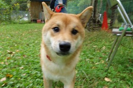 さ　ぶん太　新８か月