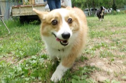な コムギ