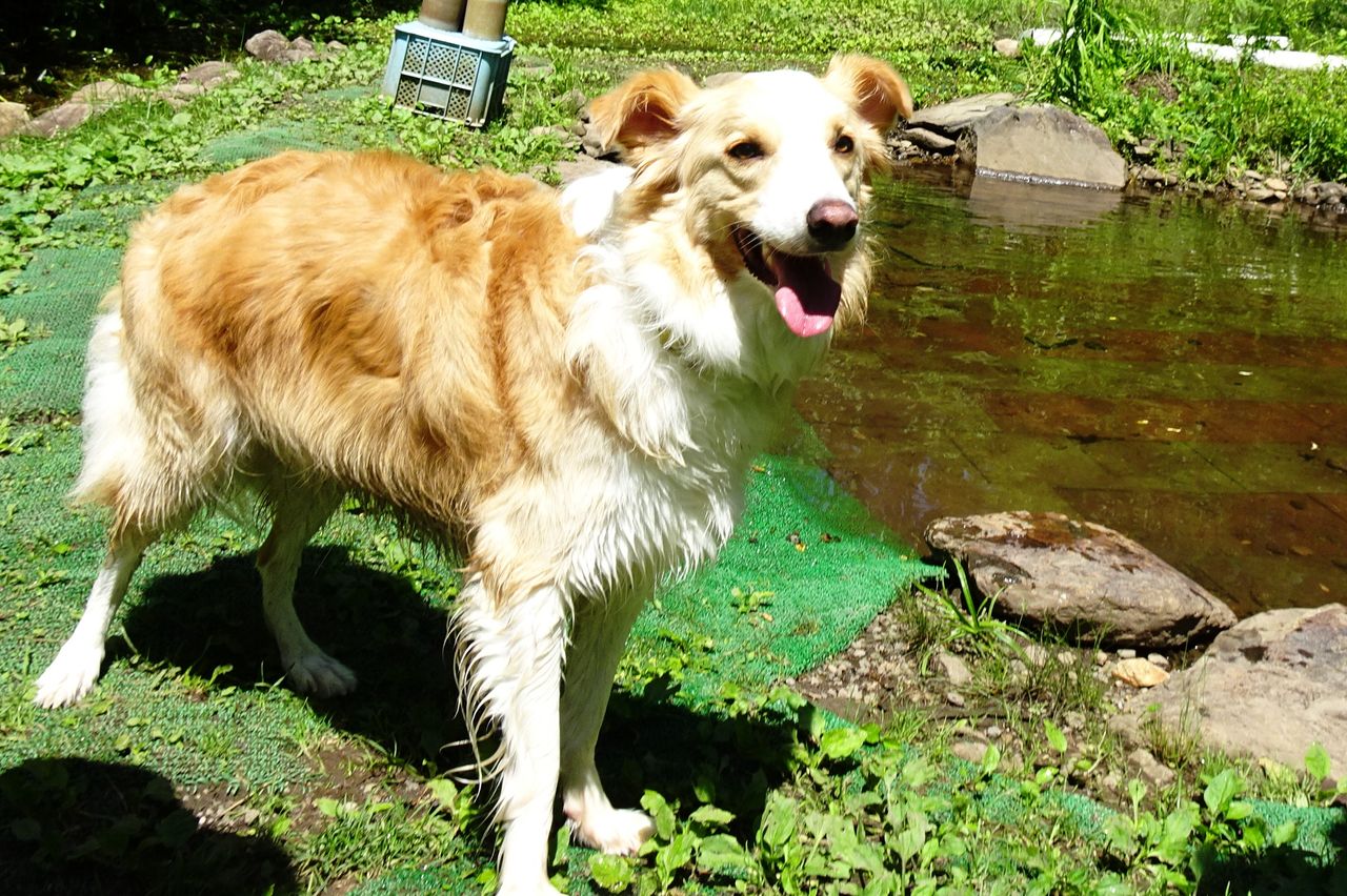 山のいいところ 7 18 犬と森林浴 大雪山麓のドッグラン日記 山のいいところ 7 18 犬と森林浴 大雪山麓のドッグラン日記