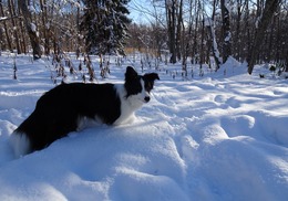 ころ雪の中