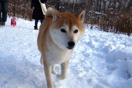 ほ　あずき