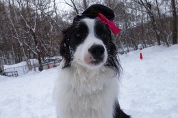 コロ助 1歳誕生記念