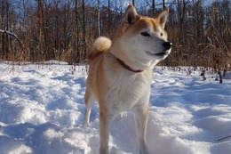 ほ　あずき