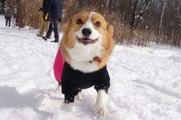 い　りん